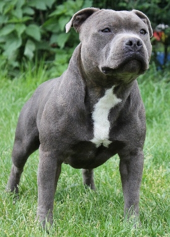 Staffie bully hot sale